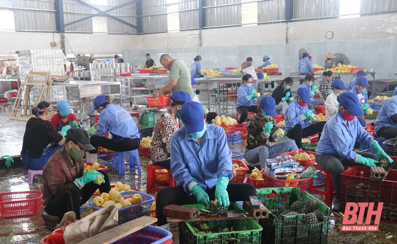 Công ty CP chế biến và xuất khẩu nông sản Việt (TP Thanh Hóa) đã thực hiện kê khai thông tin doanh nghiệp